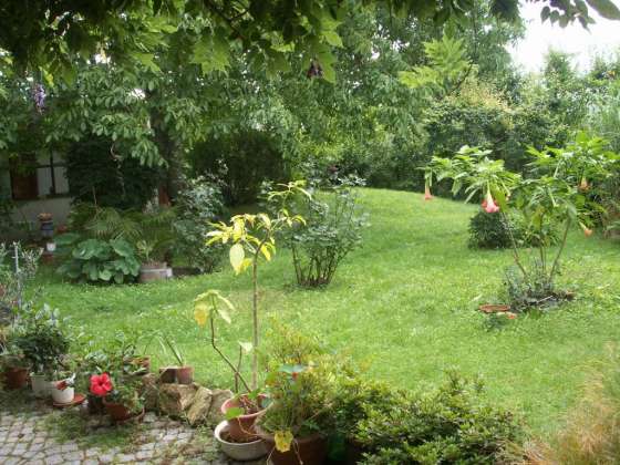 Blick in den Garten