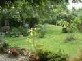 Blick in den Garten