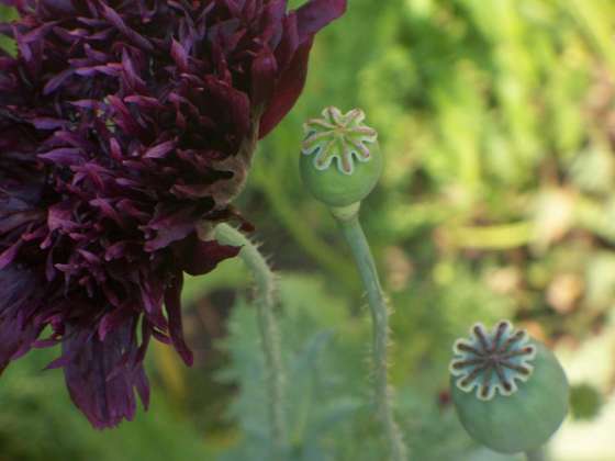 Mohn im Garten